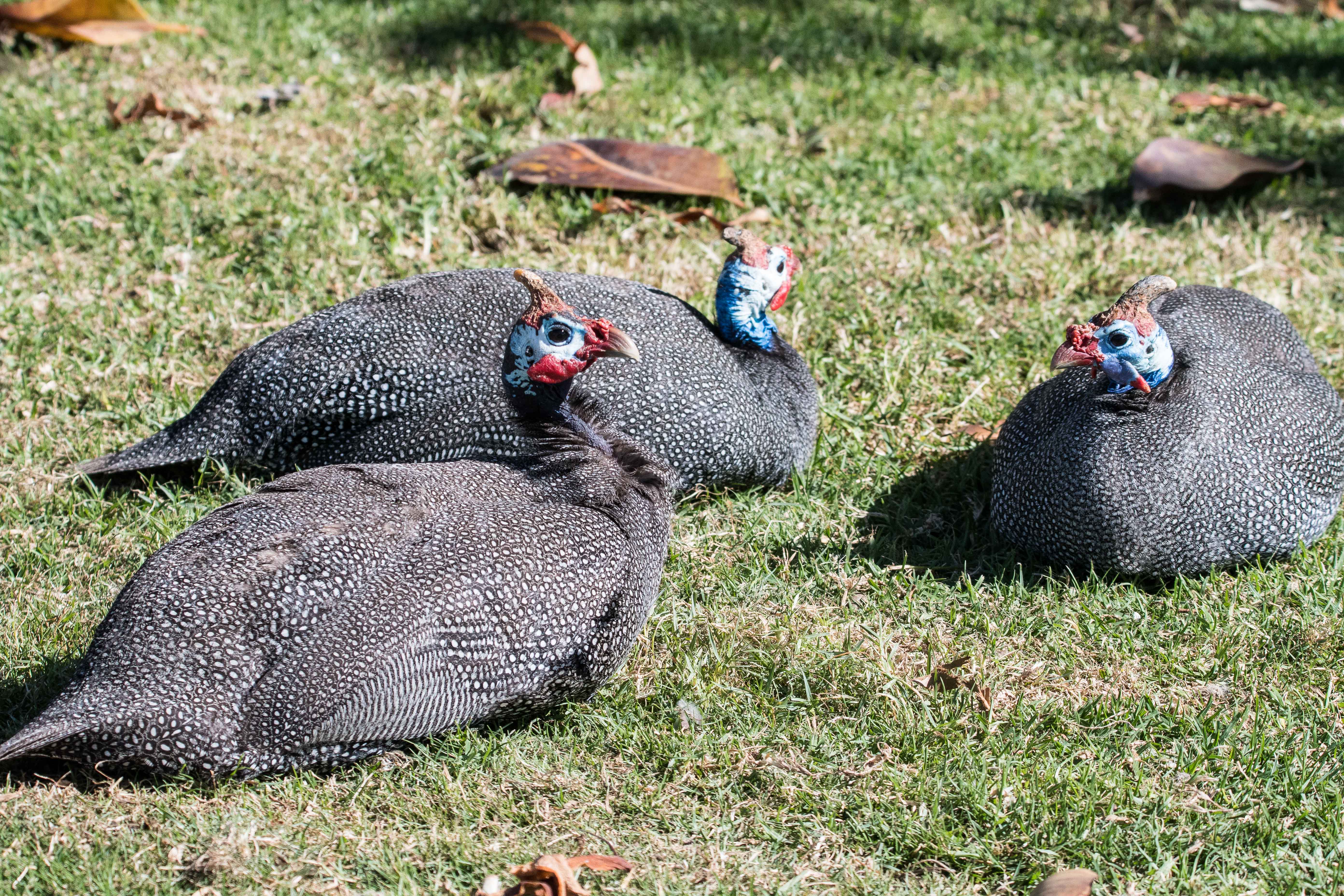 Pintades de Damara (Helmeted guineafowl, Numida meleagris damarensis), adultes prenant un bain de soleil dans un square côtier de Swakopmund, Namibie.